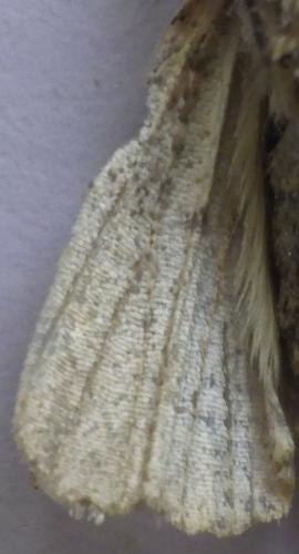 Hoplodrina ambigua